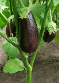 Garden  Egg Plant  :  (Texas)