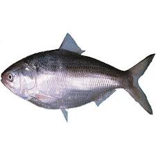 Hilsa Fish Frozen : IL