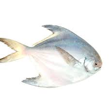 Pomphret Fish Frozen 1 LB : IL